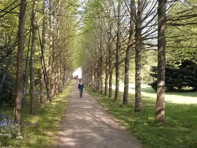 Die Hochdorfer-Lindenallee im März