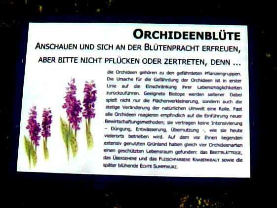 Orchideen im Katinger Watt