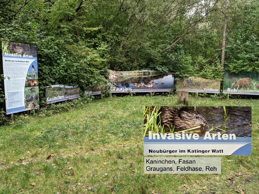 Invasive Arten - Neubürger im Katinger Watt: Kaninchen, Fasan, Graugans, Feldhase, Reh
